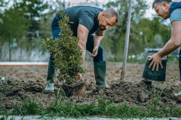 The Steps Involved in Our Tree Care Process in Whitehall, WI